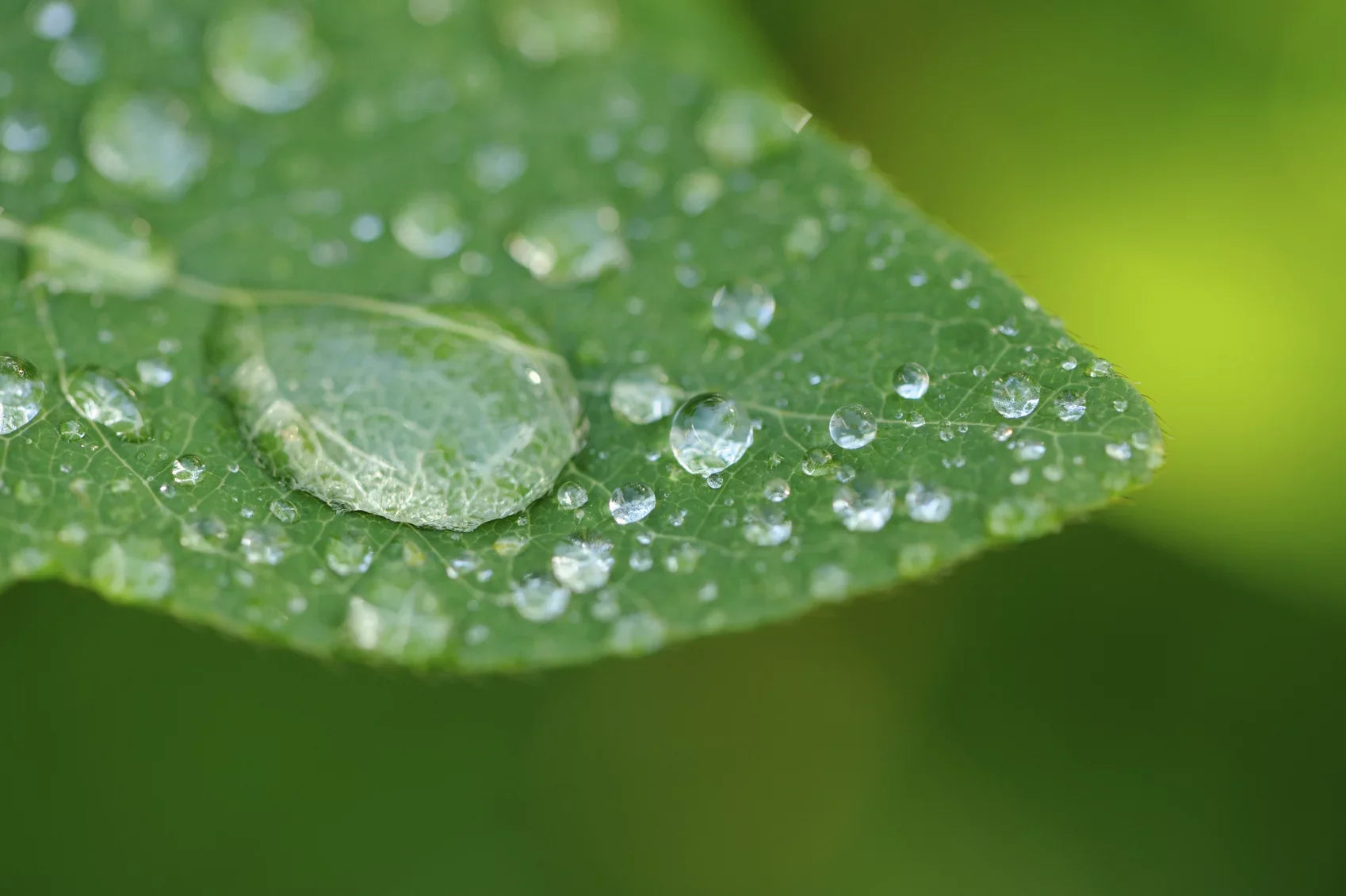 Pentax-D FA 100mm f/2.8 WR Macro 10x High Definition 2 Element Close-Up (Macro) Lens (49mm)