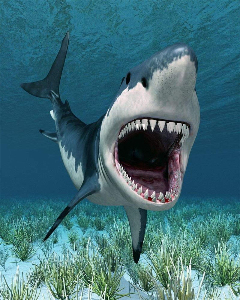 ABPHOTO Polyester 5x7ft Cartoon Shark Backdrop Underwater World Green Grass Aquarium Ocean Sailing Photography Background for Baby Shower Girls Boys Happy Birthday Party DÃ©cor Photo Studio Props